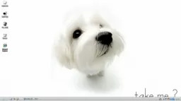 淘气雪纳瑞小狗动物WinXP系统桌面主题